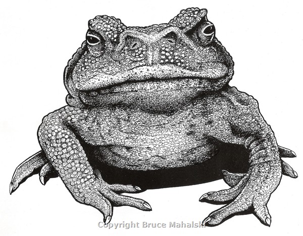 017 -  Cane Toad 